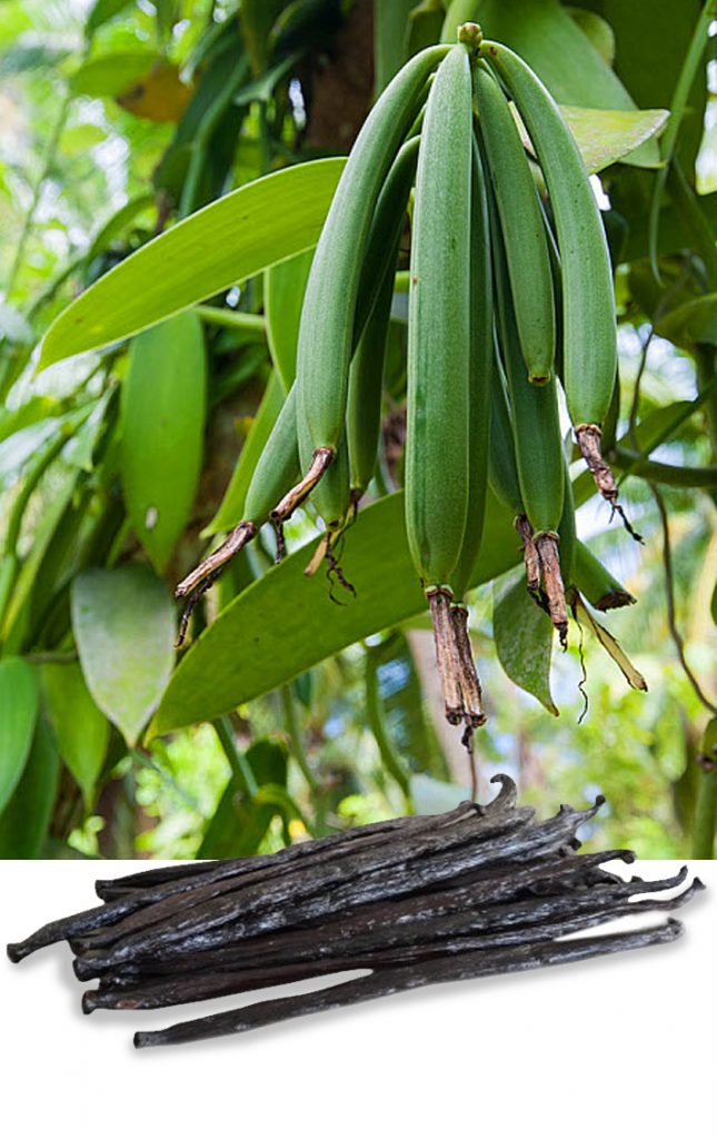 Vanilla Beans PT. Aditama Sentosa Indonesia